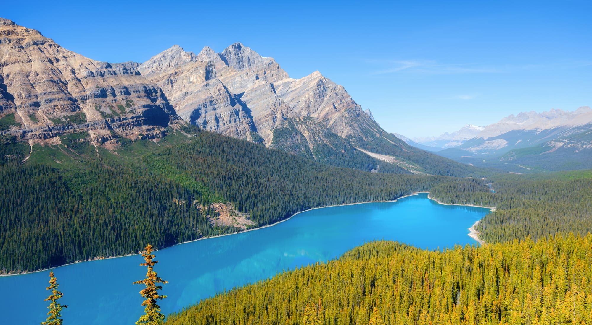 Peyto Lake seen from above, bright blue water winding between forested slopes in Banff